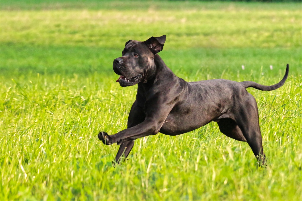 perro corriendo