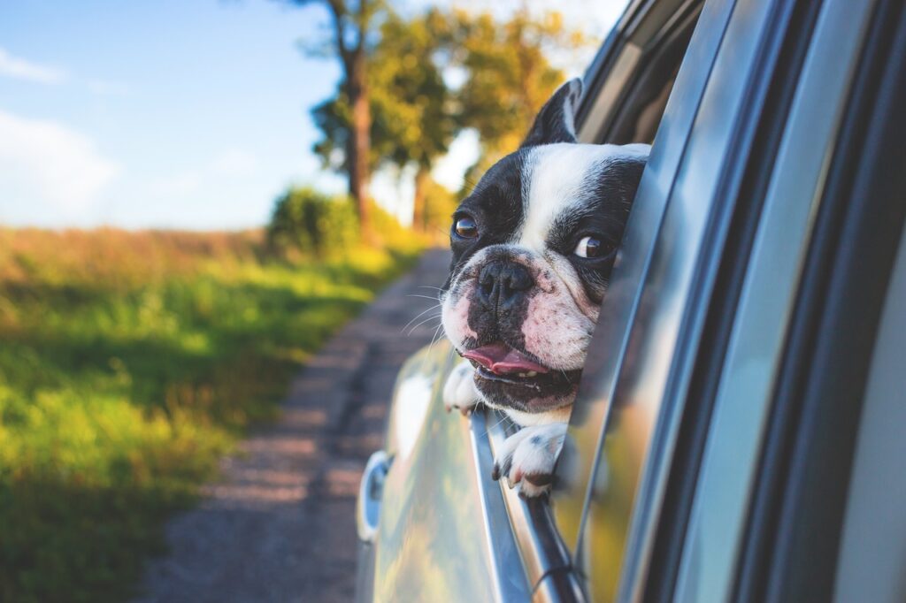 perro de viaje