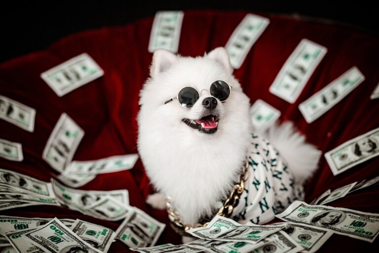 perro dinero