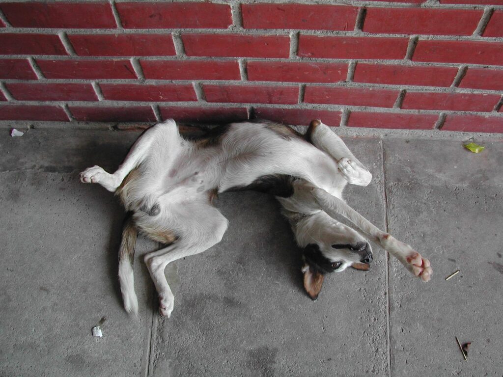 perro duerme boca arriba