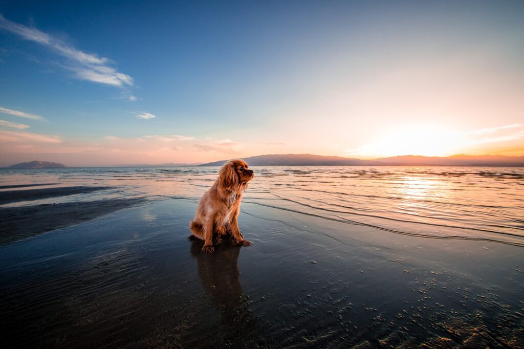 perro espacio