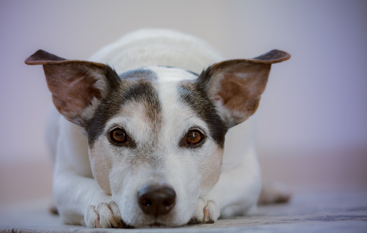 Por Qu Mi Perro Estornuda Causas Tratamiento Y Prevenci N Vadeperros Net Cuidado Canino