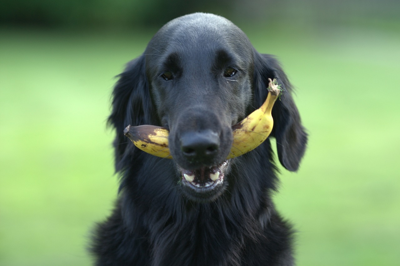 perro fruta