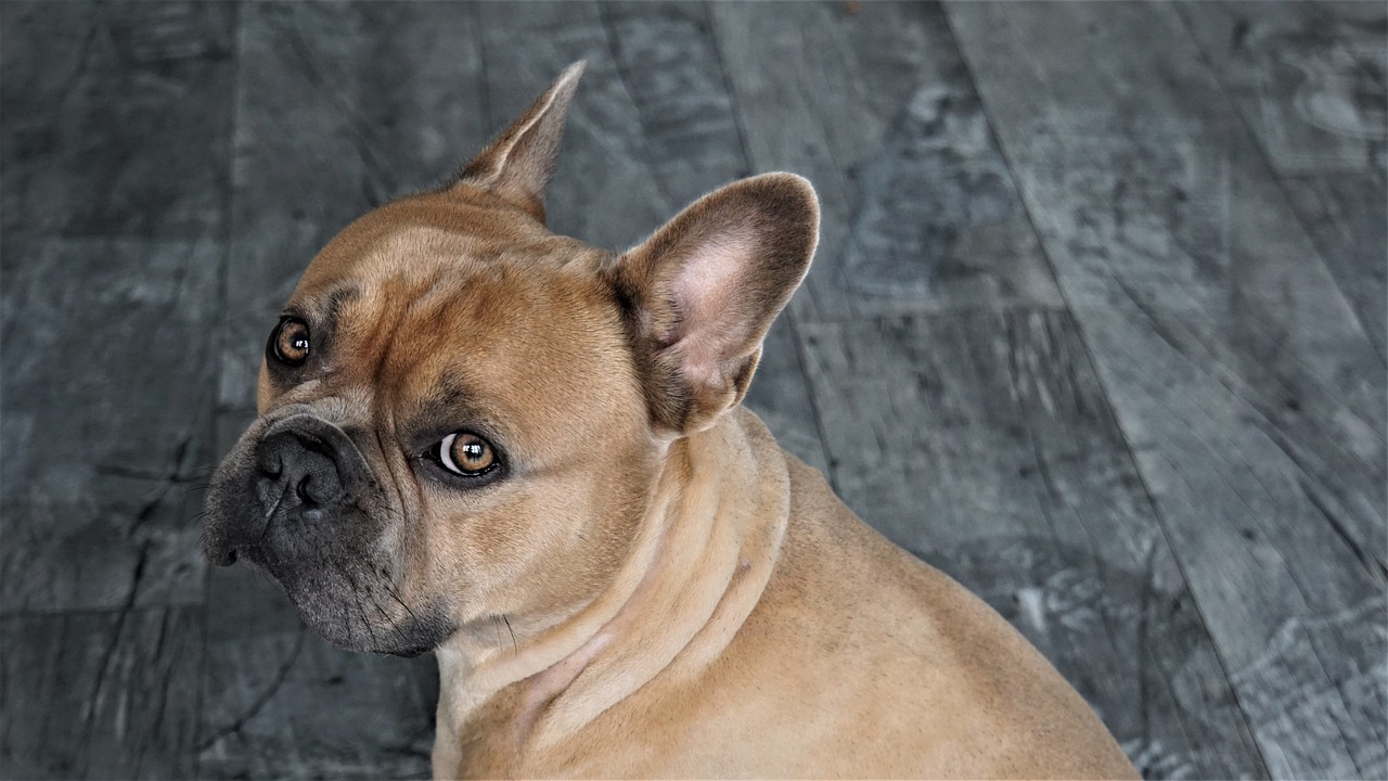 perro orejas atrás