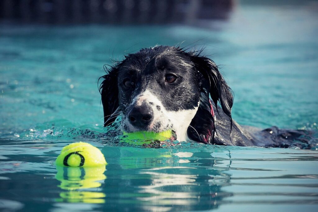 perro piscina