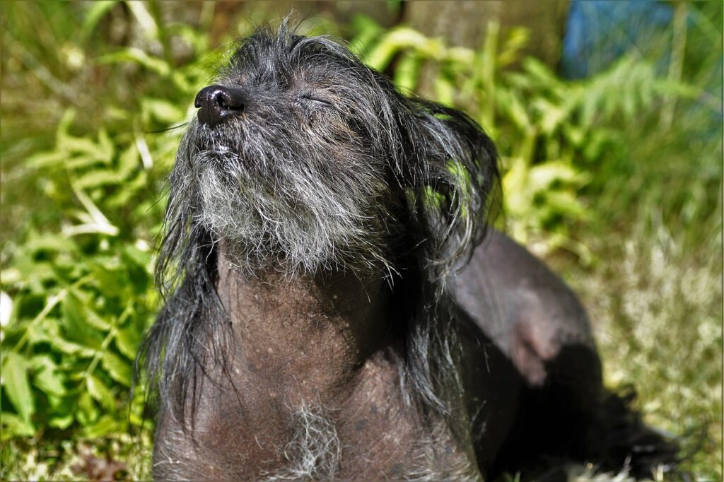 perro rociado mofeta