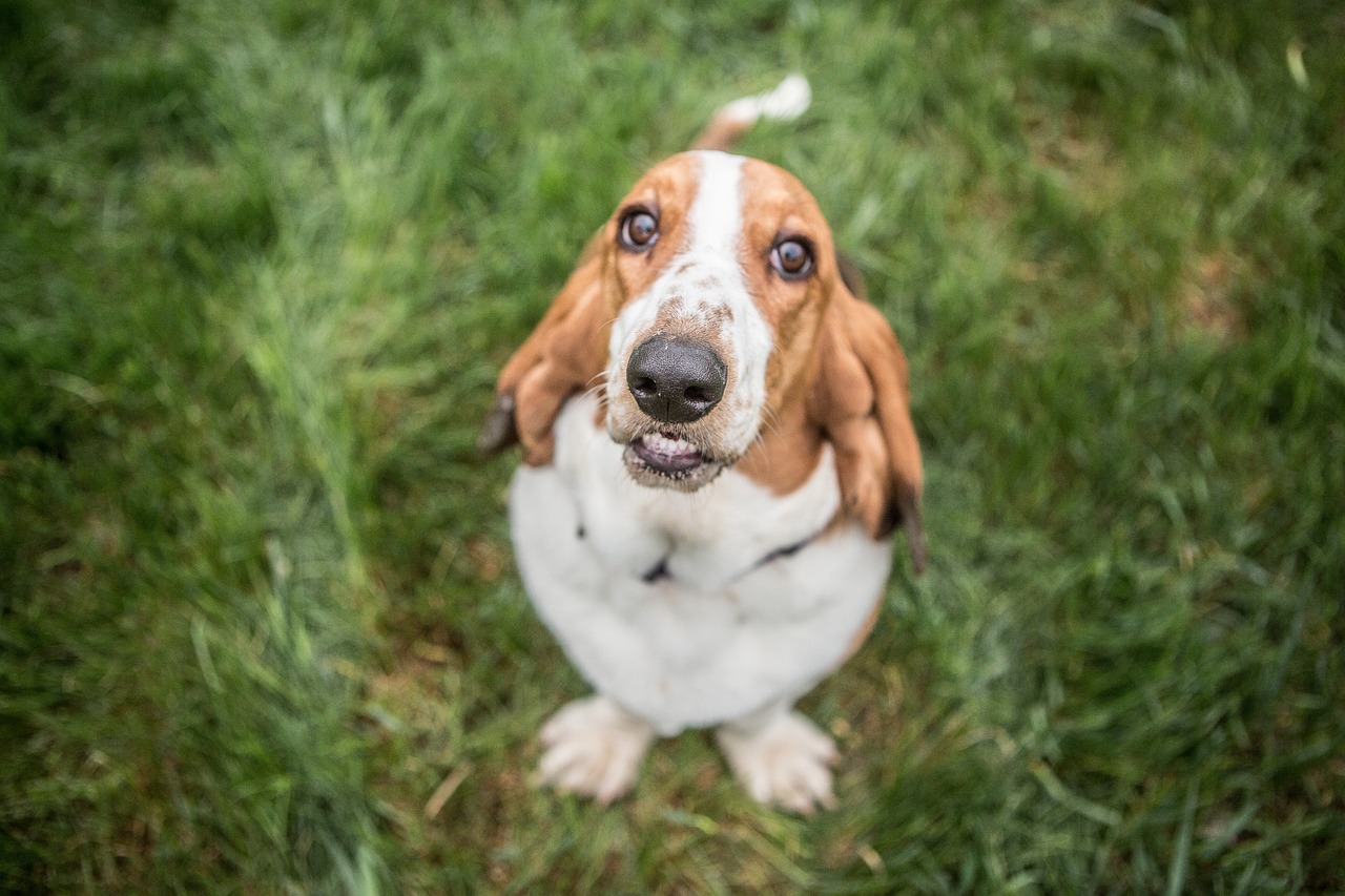 perro sabueso