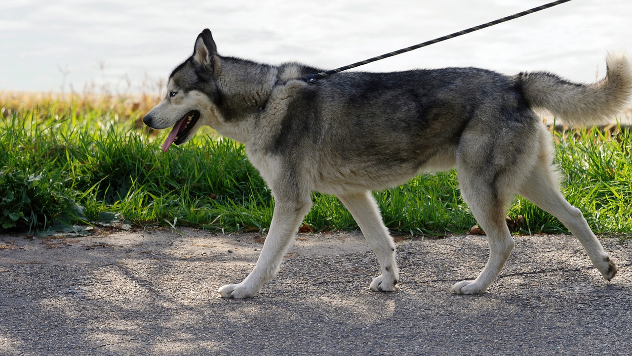 perro tira correa