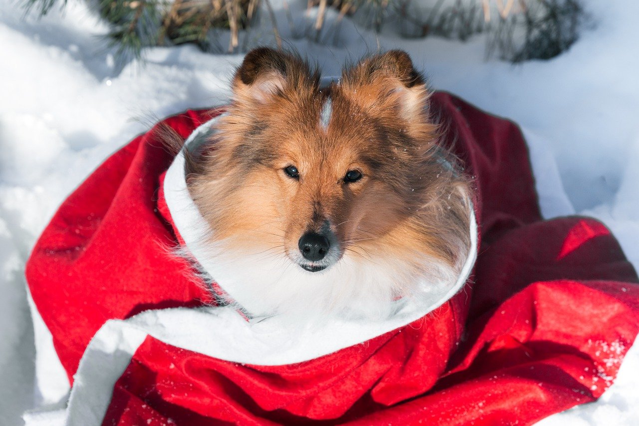 perros abrigo invierno