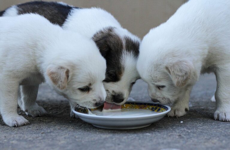 recetas comida perros