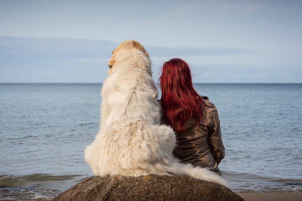 relación solida perro