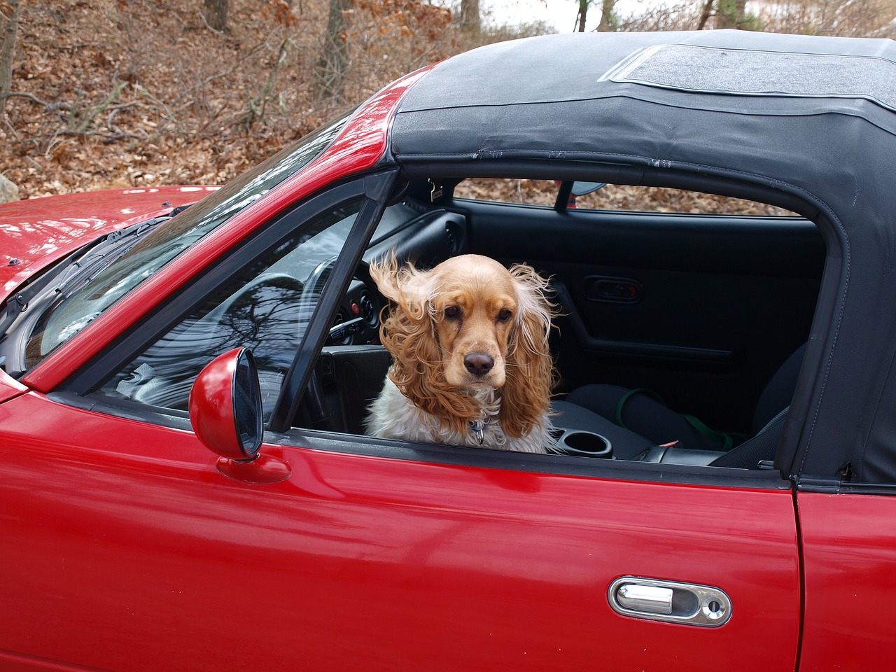 restringir perro coche