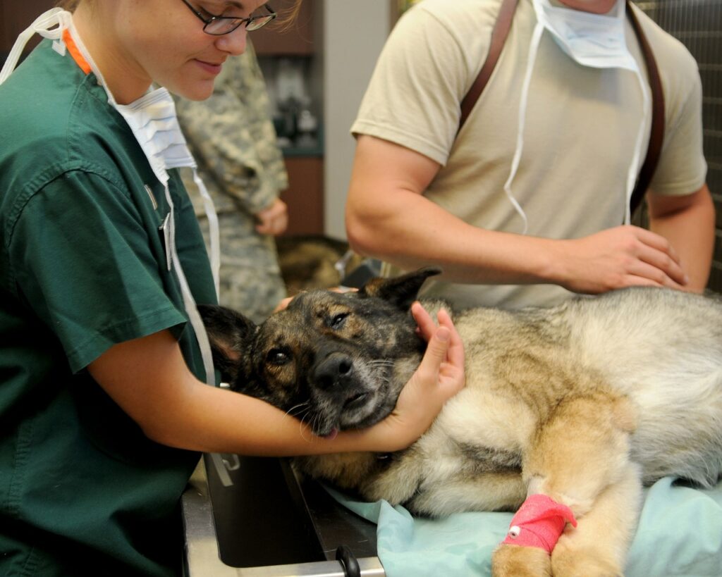 veterinario perfecto