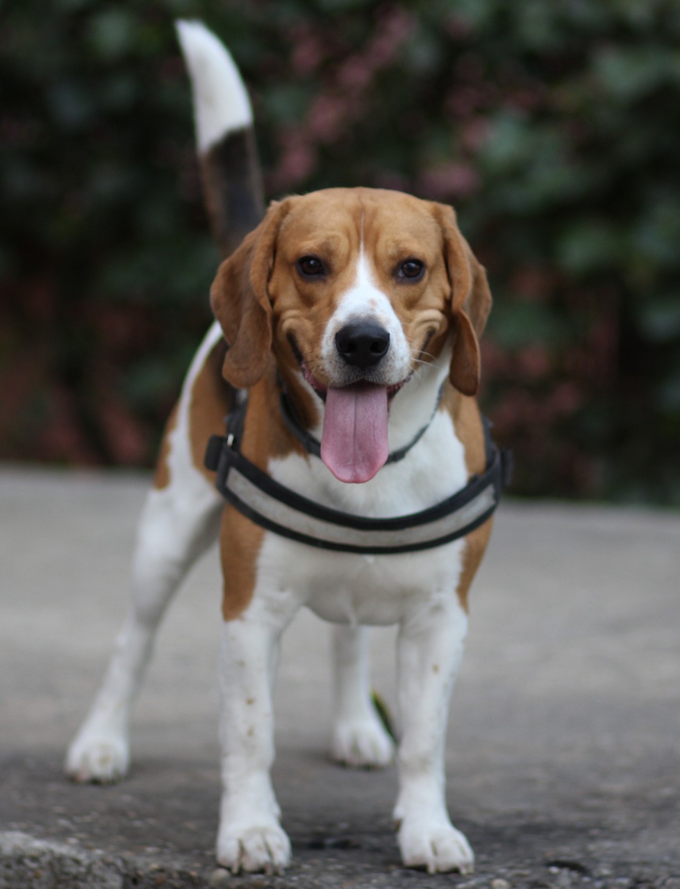 beagle-perro