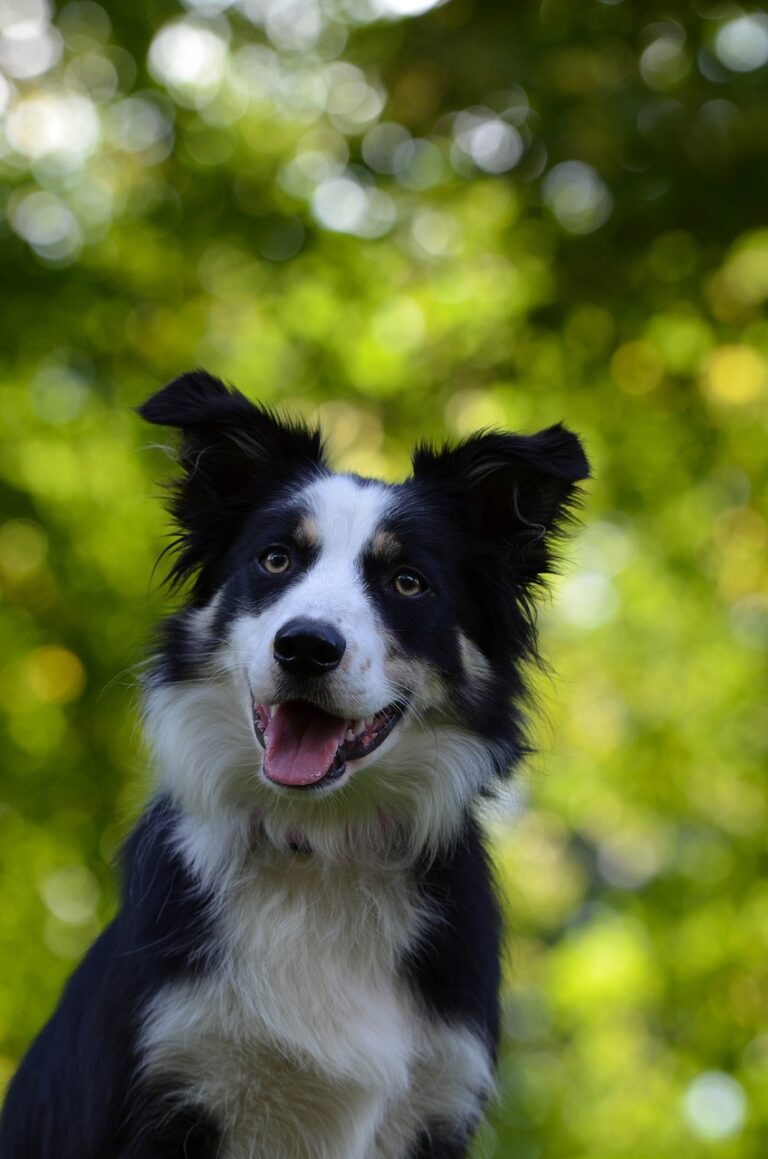 border-collie