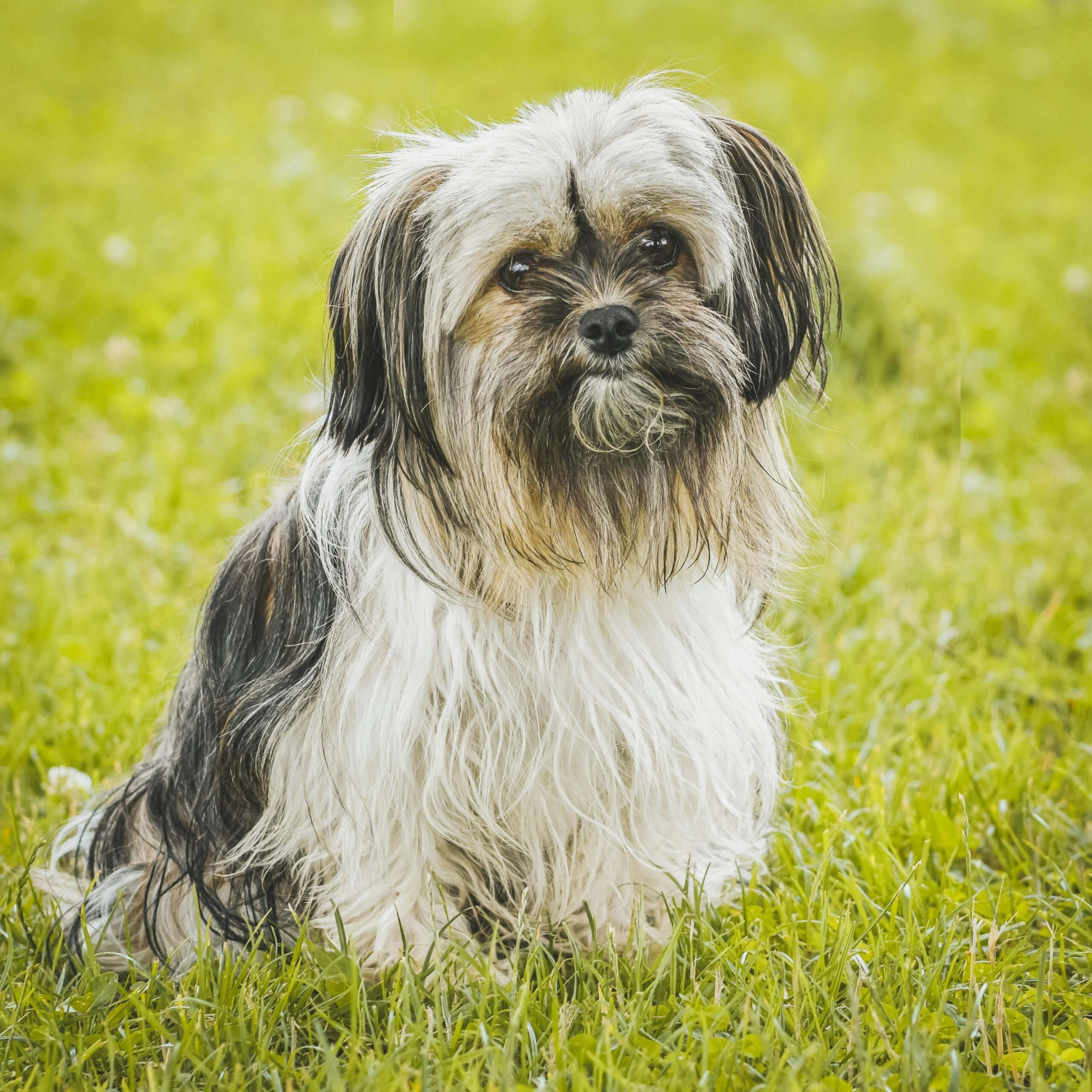 perro Shih Tzu