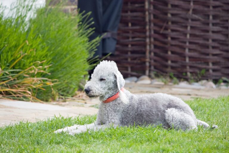 bedlington-terrier-nombres